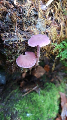 Laccaria amethystina
