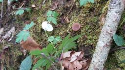 Dumontinia tuberosa