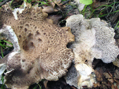 Sarcodon imbricatus