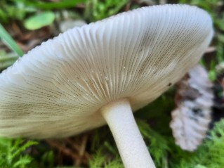 Amanita battarrae