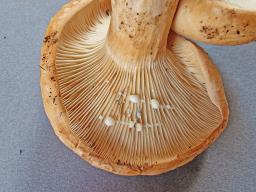 Lactarius pallidus