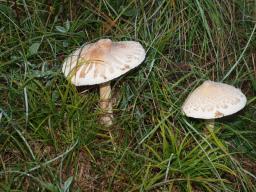 Macrolepiota mastoidea