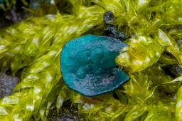Chlorociboria aeruginascens