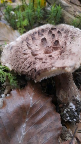 Sarcodon imbricatus