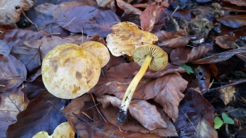 Tricholoma sulphureum