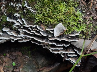 Bjerkandera adusta
