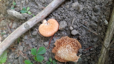 Neofavolus alveolaris