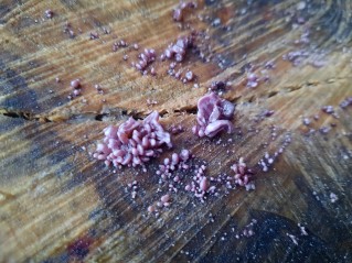 Ascocoryne sarcoides