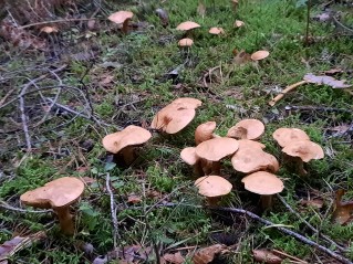 Suillus bovinus