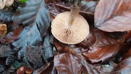 Hebeloma anthracophilum