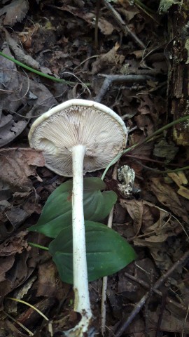Tricholoma evenosum