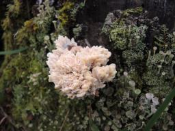 Abortiporus biennis