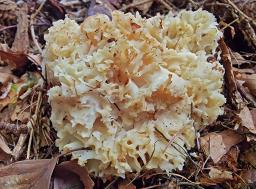 Sparassis crispa