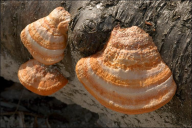 Pycnoporus cinnabarinus