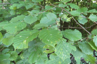 Erysiphe corylacearum