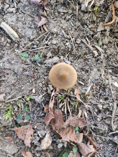 Xerula pudens