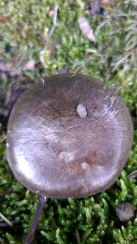 Pluteus atromarginatus