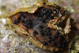 Sillia ferruginea