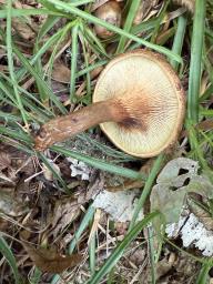 Paxillus involutus