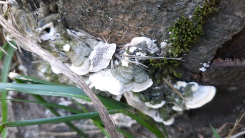 Cerrena unicolor