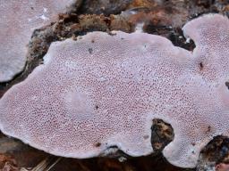 Rhodofomes roseus