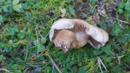 Hebeloma hetieri