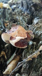 Fistulina hepatica