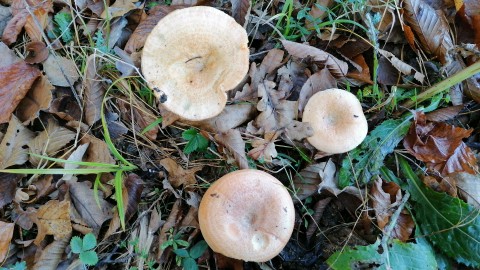Lactarius deliciosus