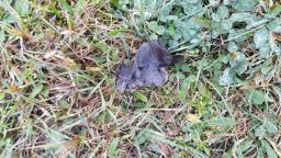 Hygrocybe conica
