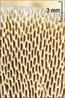 Trametes gibbosa