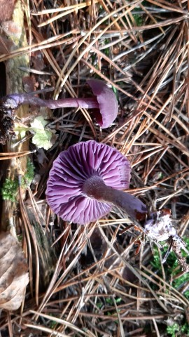 Laccaria amethystina
