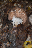 Echinoderma asperum