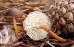 Strobilurus tenacellus