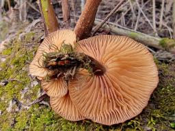 Flammulina elastica