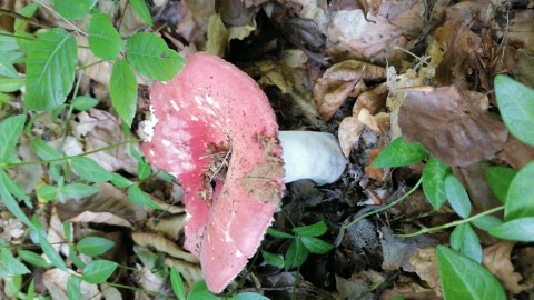Russula rosea