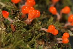 Hemitrichia decipiens