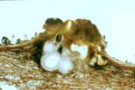 Cryphonectria parasitica
