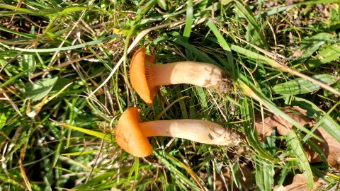 Cuphophyllus pratensis
