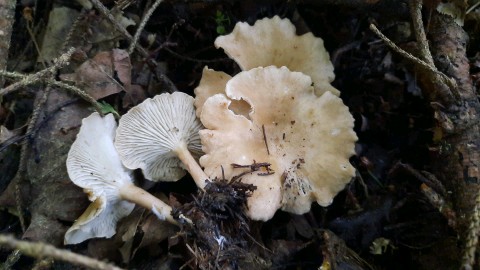 Infundibulicybe gibba