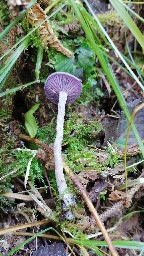 Laccaria amethystina
