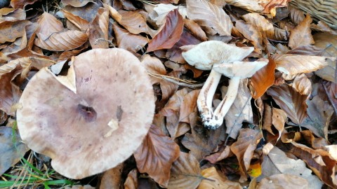Tricholoma terreum