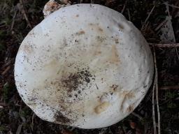 Lactifluus piperatus