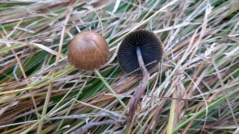 Panaeolus papilionaceus