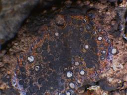 Hypoxylon cercidicola