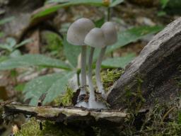 Mycena niveipes