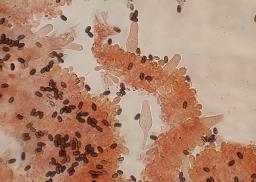 Psathyrella spadiceogrisea