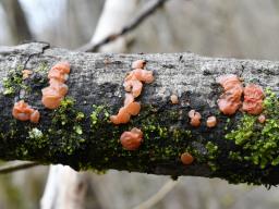 Ditangium cerasi