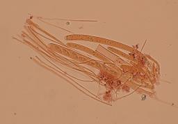 Poculum firmum