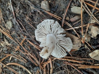 Tricholoma terreum