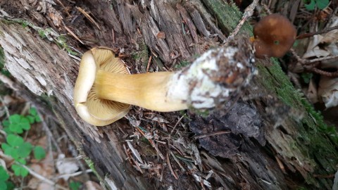 Tricholoma sulphureum
